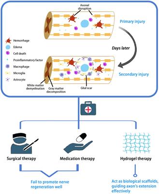 Hydrogel scaffolds in the treatment of spinal cord injury: a review